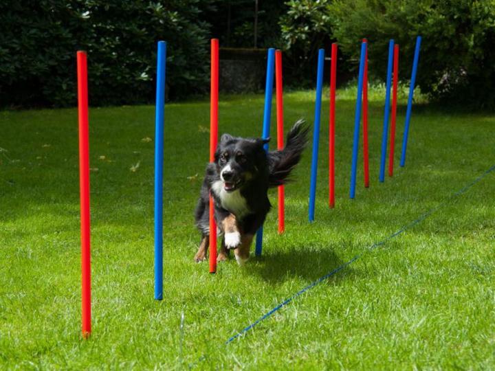 Petcenter Slalom (Taille unique, Agility)