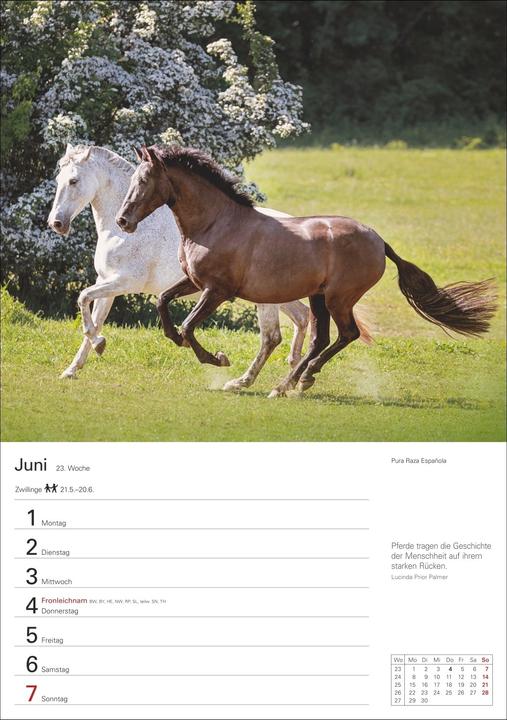 Produktbild Harenberg Pferde Wochenplaner 2026 - 53 faszinierende Fotografien