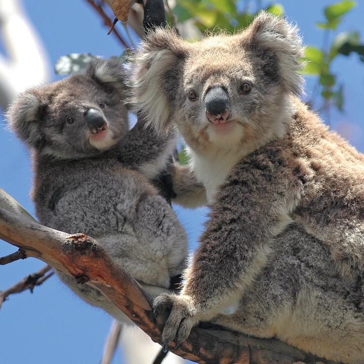 Produktbild Koalas 2026 (30 x 30 cm)