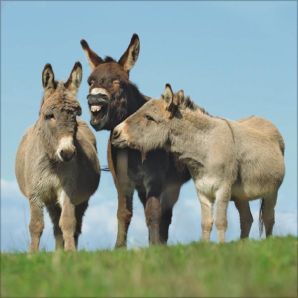 Produktbild Esel2026