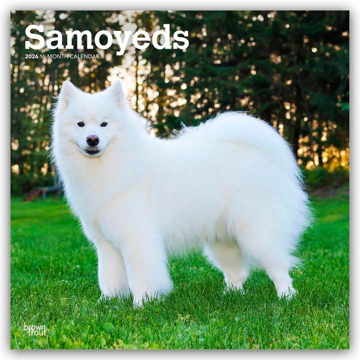 Produktbild Samoyed - Samojeden 2025 - 16-Monatskalender