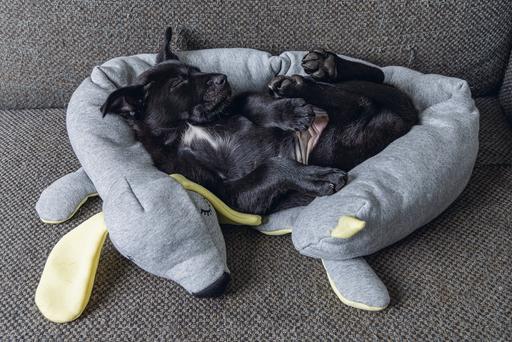 Immagine prodotto Beeztees Doggy (Giochi per cuccioli)