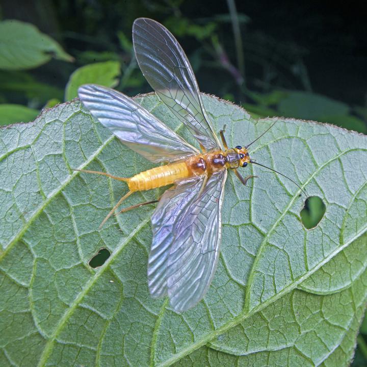 Produktbild Venus Optic Festbrennweite Laowa 24 mm f/14 Standard (L-Mount, Vollformat)