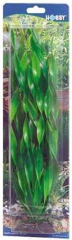Image du produit Dohse Vallisneria 20 cm (Décoration, Plantes)