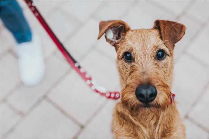 Produktbild Hunter Swiss (Hund, Spazieren)