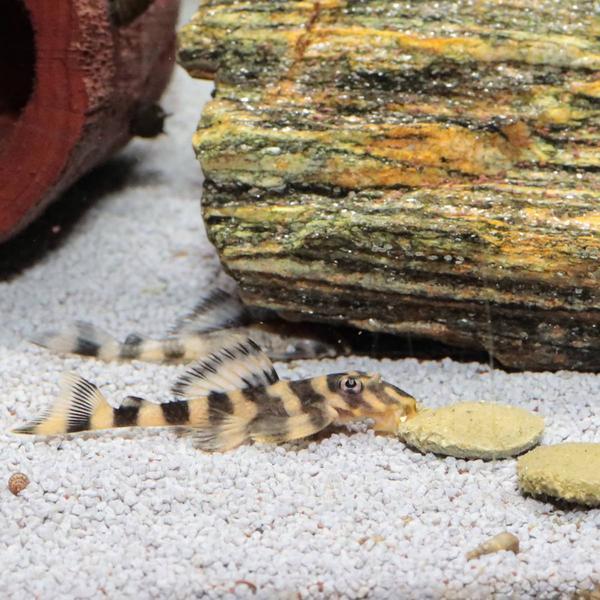 Actual product image JBL Aquaristik und Terraristik ProNovo PLECO WAFER XL 1000ml (Catfish, 1000 ml)