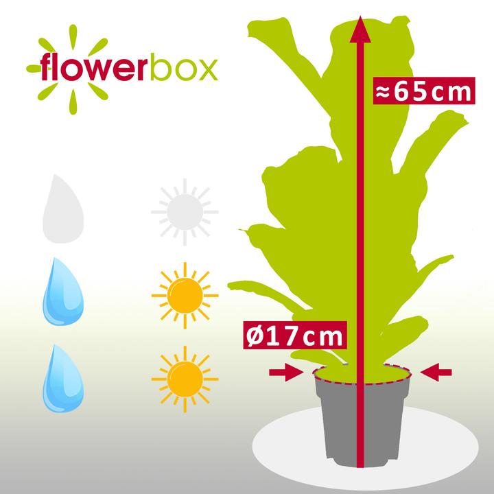 Produktbild Flowerbox Geigenfeige - Ficus Lyrata (65 cm)
