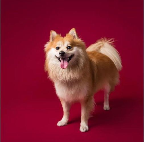 Image du produit Savage Papier de fond 2.72 x 11m Crimson (272 cm, 1100 cm)