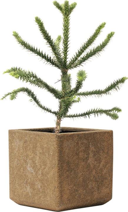 Produktbild Kirschke Rockline (35 cm)