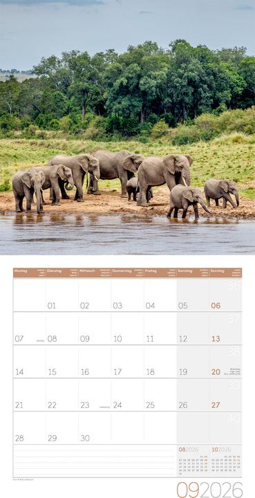 Image du produit Elefanten Kalender 2026 - 30x30 (30 x 30 cm, Couverture rigide, Français, Anglais, Allemand)