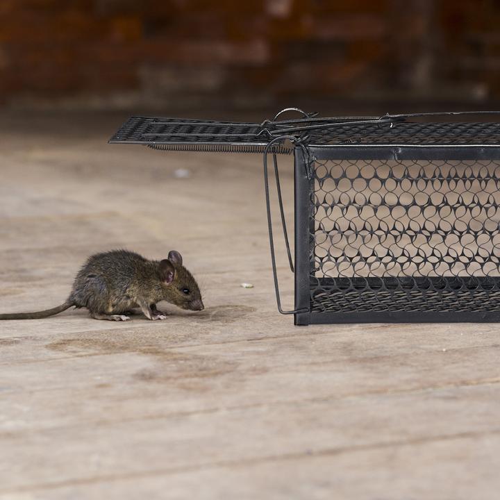 Actual product image Relaxdays Live trap