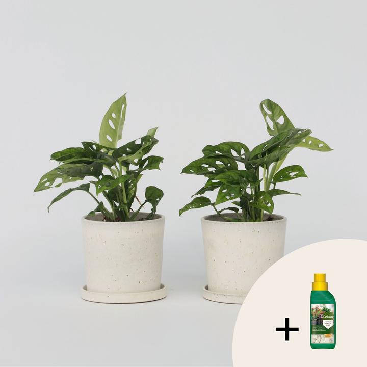 Produktbild Plant in a Box Monstera adansonii 'Monkey Mask' - (25 cm)