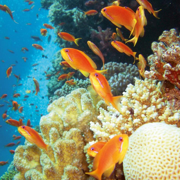 Produktbild Meerestiere 2026 (30 x 30 cm, Harter Einband, Deutsch, Spanisch, Französisch, Tschechisch, Polnisch, Niederländisch, Italienisch, Englisch)