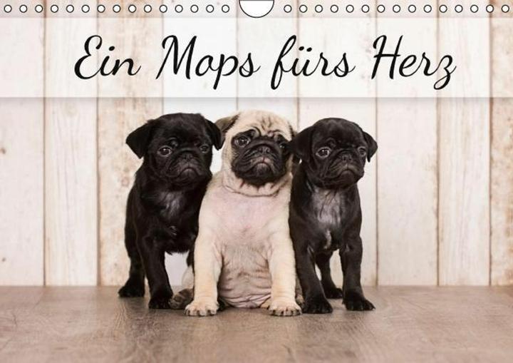 Produktbild Ein Mops fürs Herz (Wandkalender immerwährend DIN A4 quer) (A4)