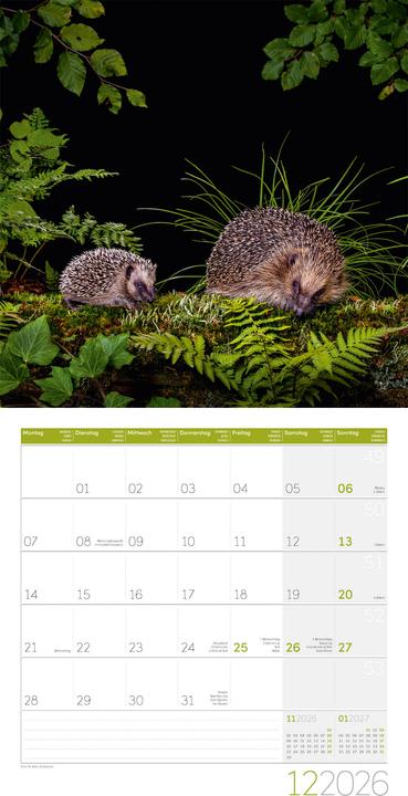 Produktbild Igel Kalender 2026 - 30x30
