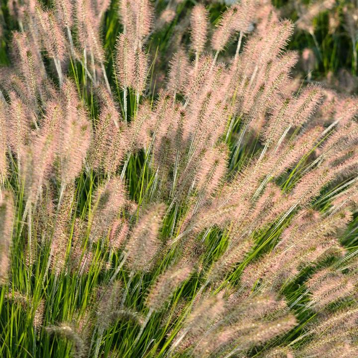 Produktbild Zulauf Federborstengras / Pennisetum alopecuro. Hameln (30 cm)