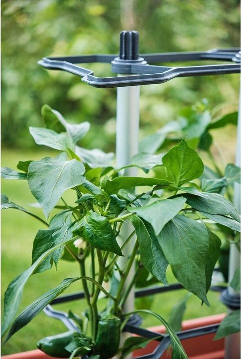 Immagine prodotto Gusta Garden CHILI BUDDY supporto per peperoncini e peperoni, set di 3 pezzi argento (32.20 cm, 22.20 cm)