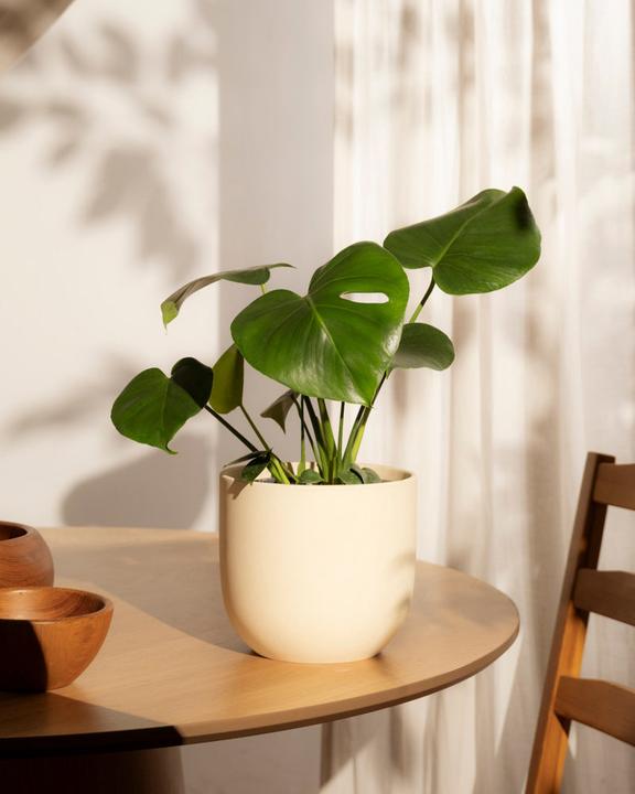 Produktbild feey Schweizer Monstera (40 cm)