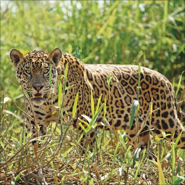 Produktbild Big Cats 2026