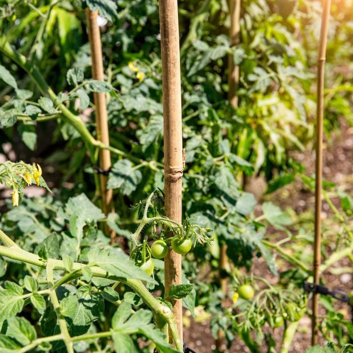 Immagine prodotto Windhager Bambussplitstäbe (40 cm, 0.30 cm)