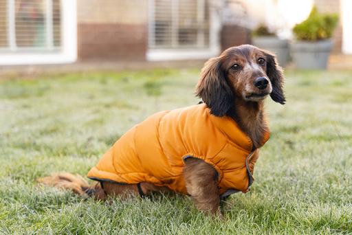 Productafbeelding Beeztees Hundemantel Wisti (XXS, Hondenvacht)