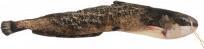 Image du produit Gigabyte Poisson-chat 115cm