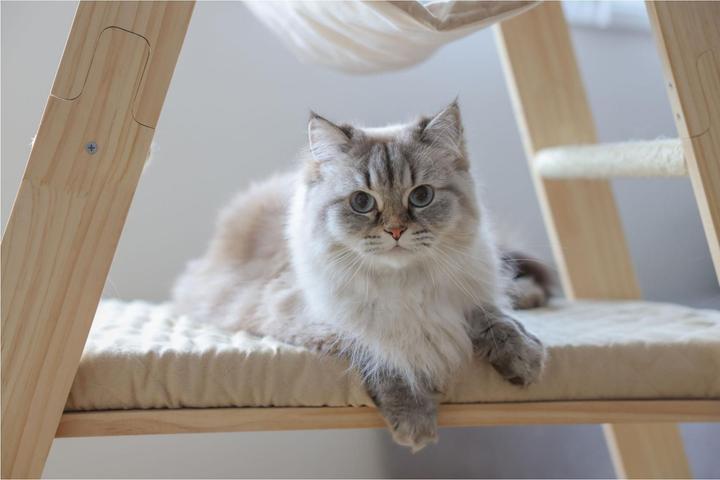 Produktbild Kerbl Kratzbaum Ladder für Katzen (134 cm, Beige, Braun, Wood colour)