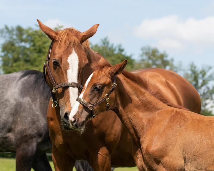 Actual product image Qhp Leather halter Lupine