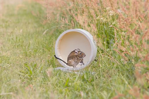 Produktbild Karlie Laufrad