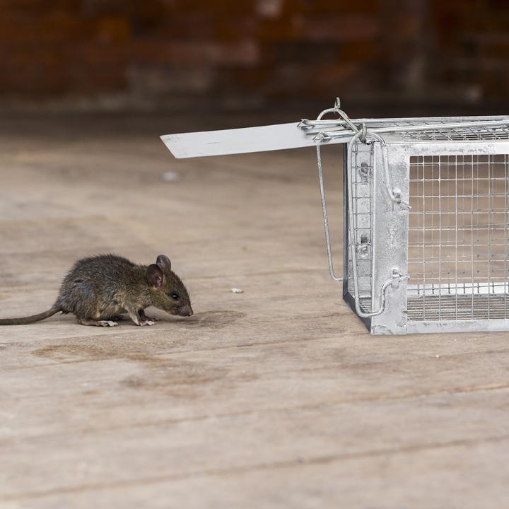 Actual product image Relaxdays Live trap