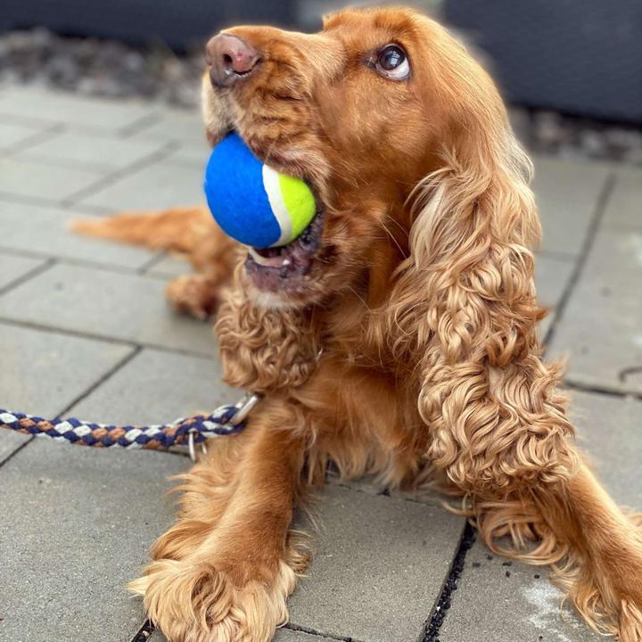Immagine prodotto Intirilife Bastone lanciapalle per cani (Palla giocattolo per cani)