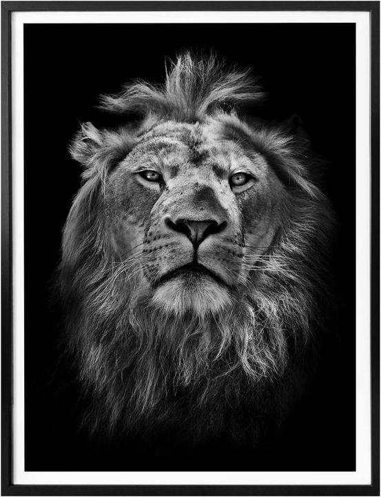 Immagine prodotto Trenddeko Leone (30 x 40 cm)