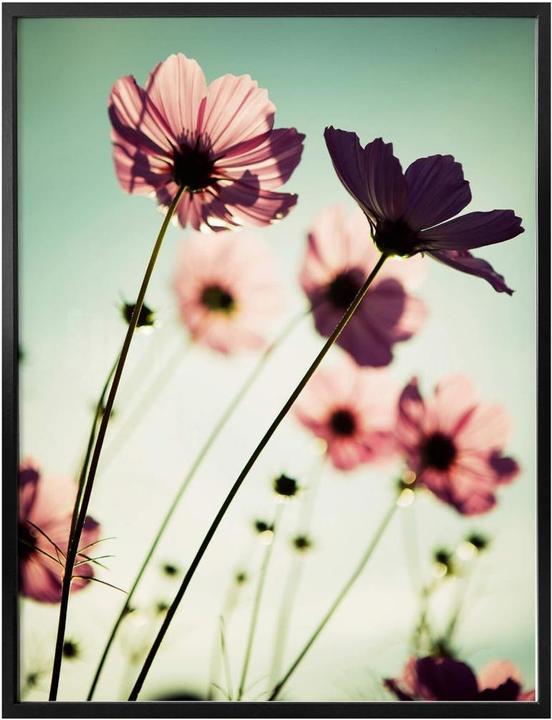 Image du produit Trenddeko Cosmos roses (60 x 80 cm)