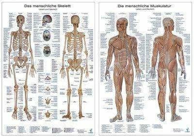 Produktbild Anatomie Poster Doppelpack (Deutsch, 2007)