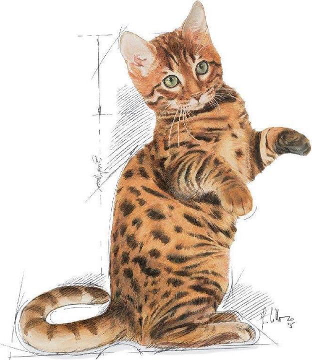 Immagine prodotto Royal Canin Gattino sterilizzato (Junior, 1 pz., 400 g)