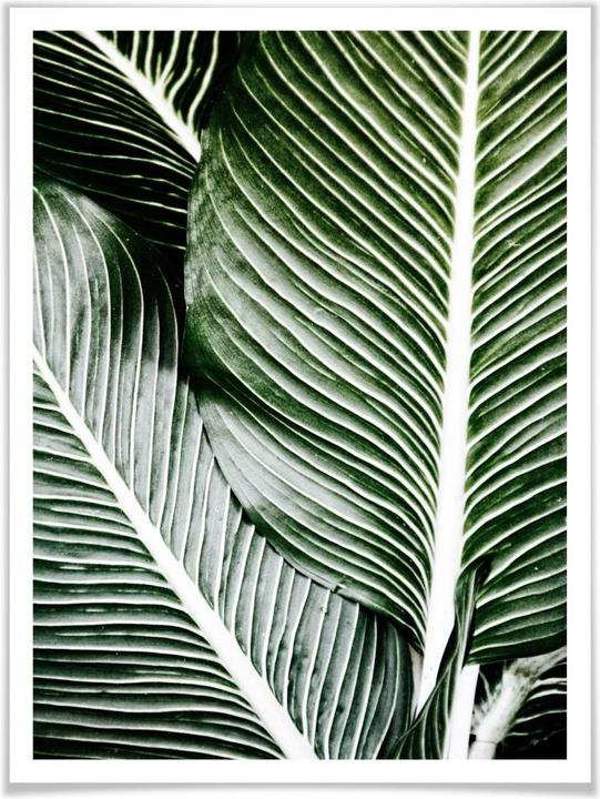 Image du produit Trenddeko Feuilles de palmier (30 x 40 cm)