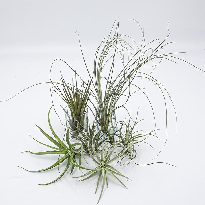 Kakteen Gautschi Tillandsia-Set 1 (25 cm)