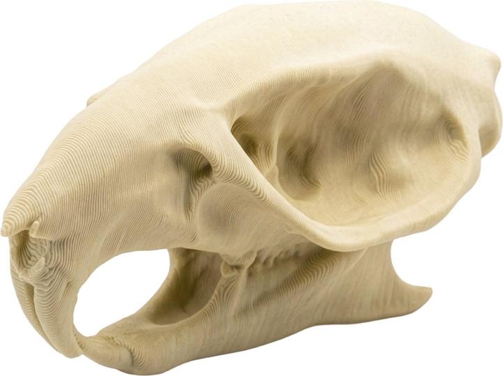 Produktbild Andracor Rattenschädel - 3D-Druck (7cm) (1 Stk.)