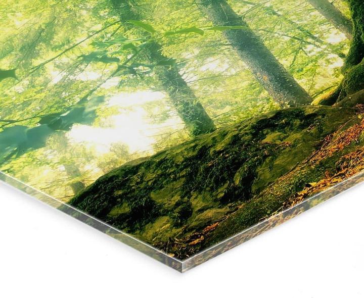 Immagine prodotto Trenddeko Kiciak - Foresta delle fiabe (60 x 40 cm)