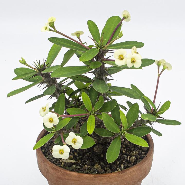 Immagine prodotto Kakteen Gautschi Euphorbia milii Set (25 cm)