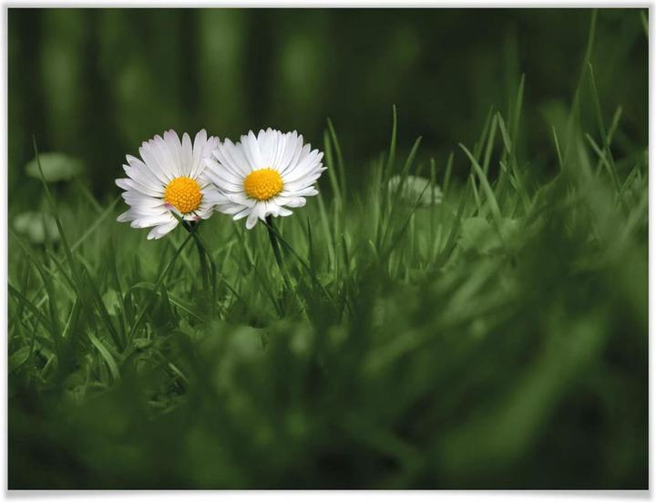 Produktbild Trenddeko Ben Heine - Zwei Gänseblümchen (60 x 50 cm)