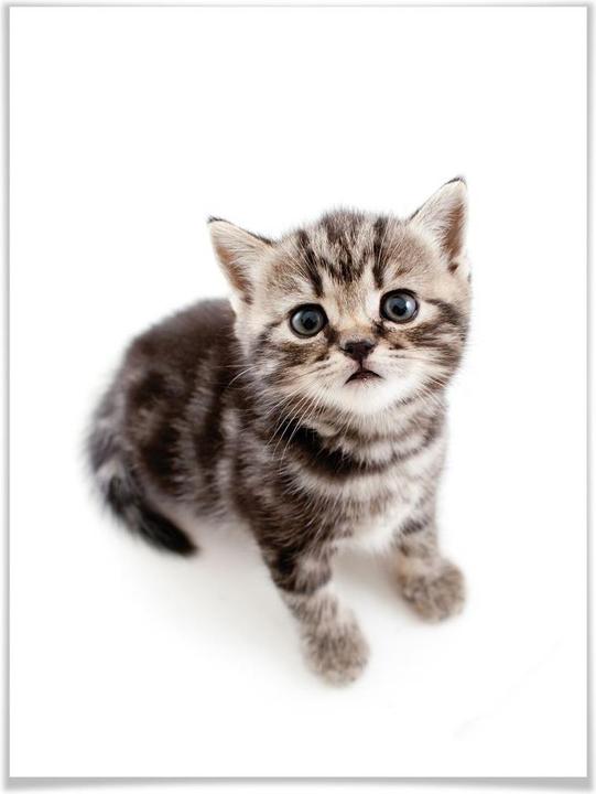 Image du produit Trenddeko chatons en gestation (60 x 80 cm)