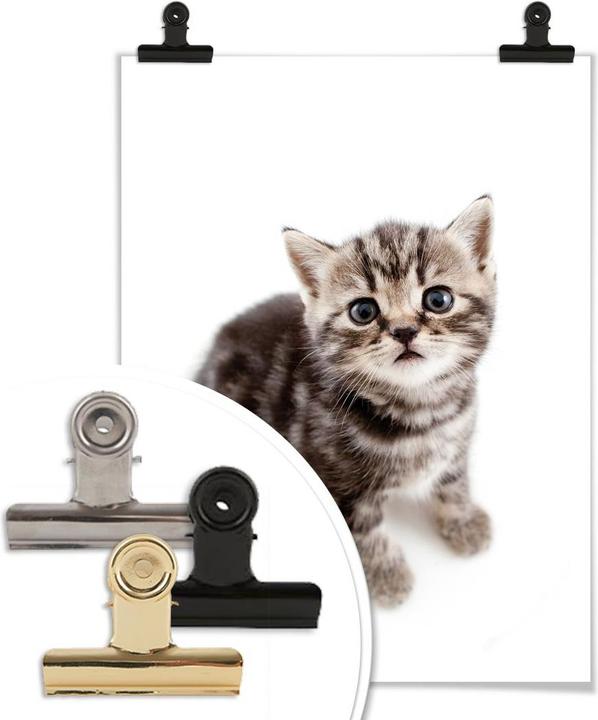 Image du produit Trenddeko chatons en gestation (60 x 80 cm)