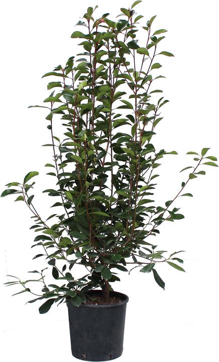 Zulauf Glanzmispel / Photinia x fraseri 'Red Robin' (175 cm)