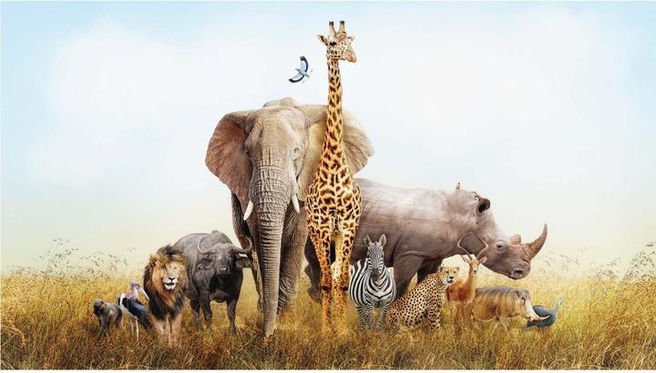 Produktbild Trenddeko Afrikanische Tiere (528 x 300 cm)