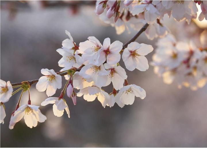Image du produit Trenddeko Branche de fleurs de cerisier (192 x 260 cm)