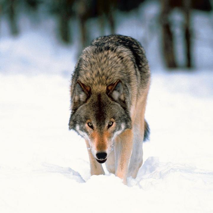 Produktbild Wölfe/Wolves 2026