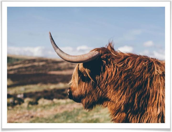 Image du produit Trenddeko Vache Highland 02 (50 x 40 cm)