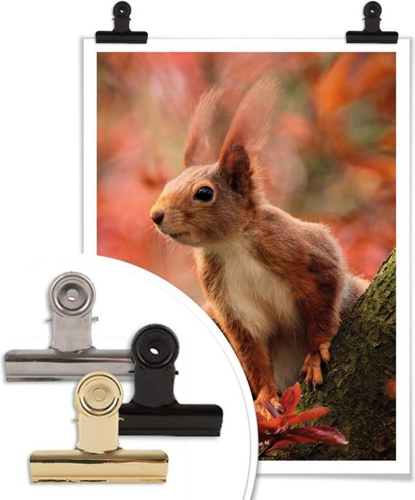 Produktbild Trenddeko Eichhörnchen 01 (30 x 40 cm)