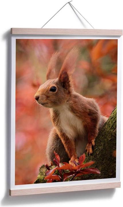 Produktbild Trenddeko Eichhörnchen 01 (30 x 40 cm)